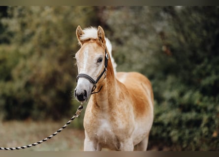 Haflinger, Étalon, Poulain (04/2024), 155 cm, Alezan