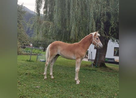 Haflinger, Étalon, Poulain (03/2024), 155 cm