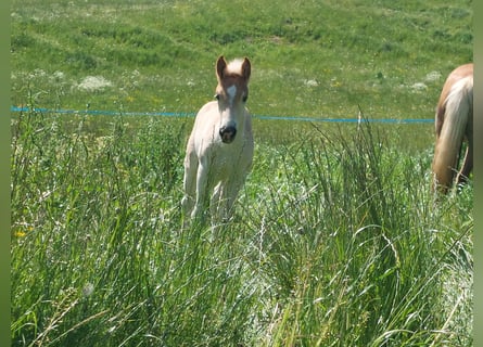 Haflinger, Étalon, Poulain (03/2024), 155 cm