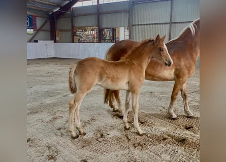 Haflinger Croisé, Étalon, Poulain (04/2024), Alezan