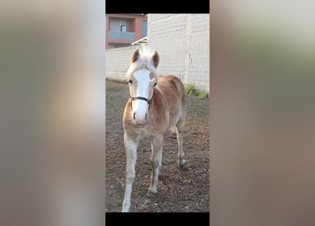 Haflinger, Étalon, 