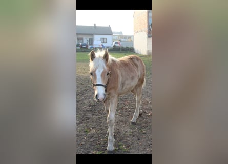 Haflinger, Étalon, 