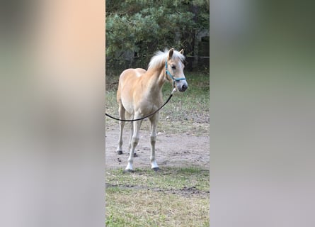 Haflinger, Étalon, Poulain (03/2024)