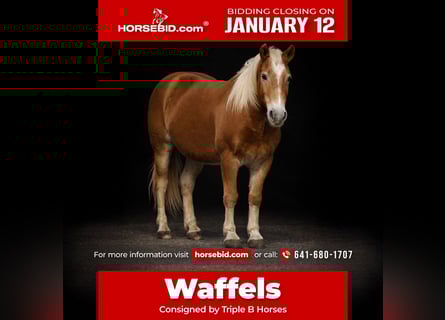 Haflinger, Gelding, 10 years, 13,2 hh