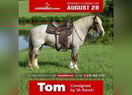 Haflinger, Gelding, 10 years, 14.1 hh, Roan-Red