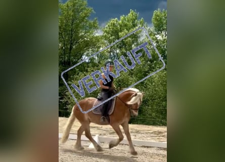 Haflinger, Gelding, 10 years