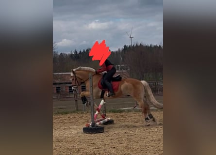 Haflinger, Gelding, 11 years, 14.2 hh, Palomino