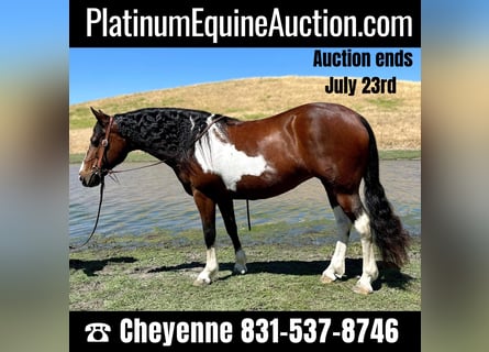Haflinger, Gelding, 11 years, 14 hh, Tobiano-all-colors