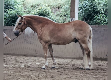 Haflinger, Gelding, 11 years, 14,3 hh, Chestnut-Red