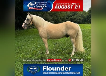 Haflinger Mix, Gelding, 12 years, 13,2 hh, Palomino