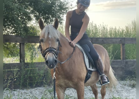 Haflinger, Gelding, 12 years, 14,2 hh, Chestnut-Red