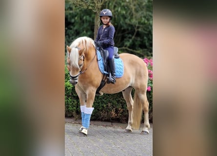 Haflinger, Gelding, 12 years, 14,3 hh, Chestnut-Red