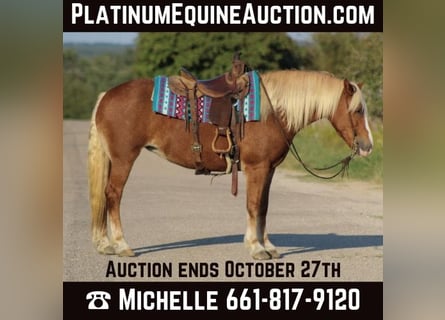 Haflinger, Gelding, 12 years, 14 hh, Chestnut