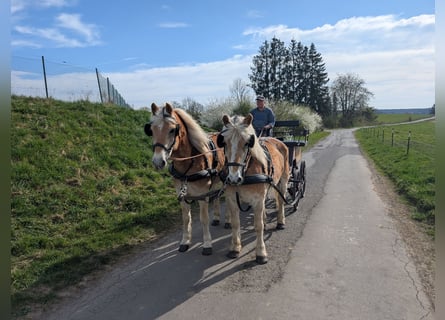 Haflinger, Gelding, 12 years, 15.1 hh, Sorrel