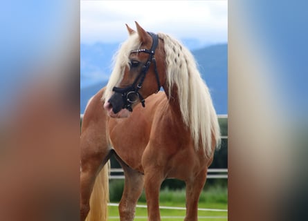 Haflinger, Gelding, 13 years, 13,1 hh, Chestnut-Red