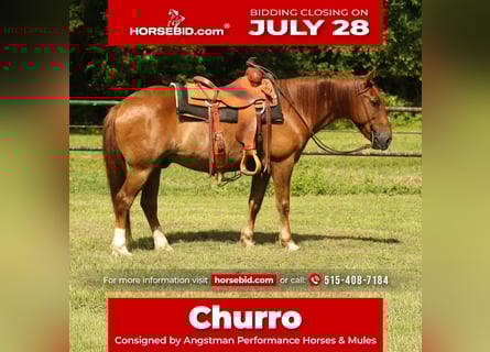 Haflinger, Gelding, 15 years, 13,3 hh, Chestnut