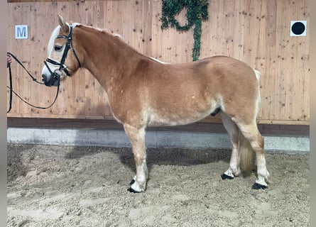 Haflinger, Gelding, 15 years, 14,3 hh