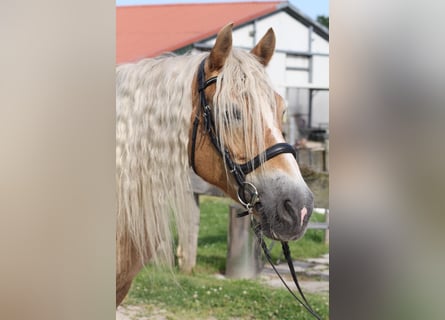 Haflinger, Gelding, 18 years, 14,2 hh, Dun