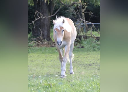 Haflinger, Gelding, 1 year, 14.1 hh, Chestnut-Red