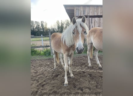 Haflinger, Gelding, 1 year, 14,3 hh