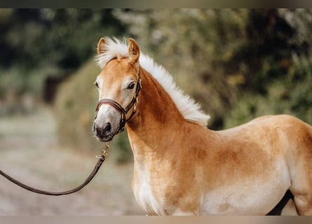 Haflinger, Gelding, 1 year, 15 hh