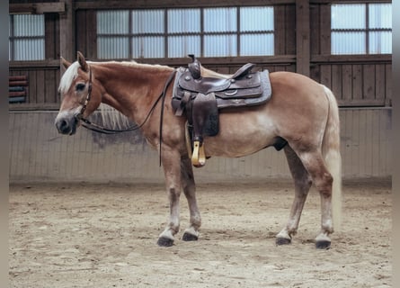 Haflinger, Gelding, 24 years, 14,1 hh, Chestnut-Red