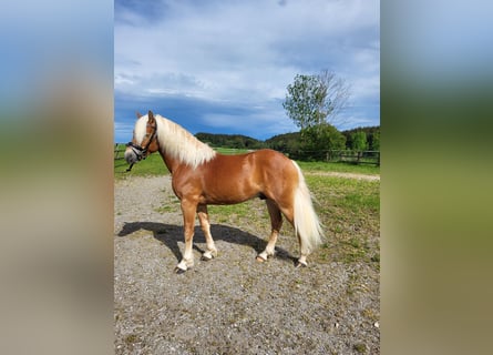 Haflinger, Wallach, 2 Jahre, 14,1 hh, Dunkelfuchs