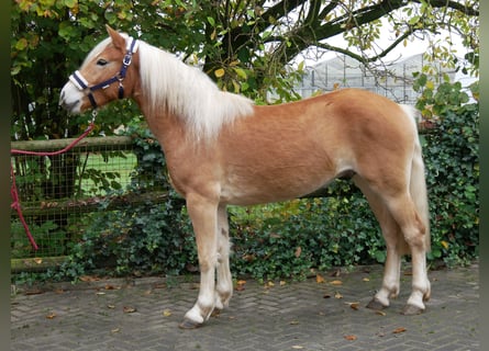 Haflinger, Gelding, 2 years, 14,1 hh