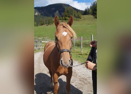 Haflinger, Gelding, 2 years, 14,2 hh, Chestnut-Red