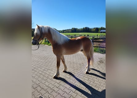 Haflinger, Wallach, 2 Jahre, 14,2 hh, Fuchs