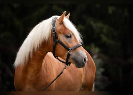 Haflinger, Gelding, 2 years, 14.2 hh, Chestnut-Red