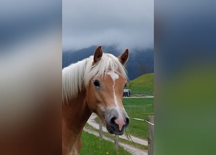 Haflinger, Gelding, 2 years, 14,2 hh