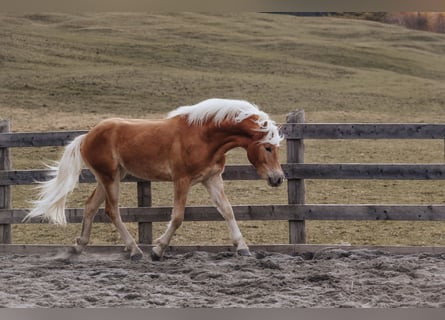 Haflinger, Gelding, 2 years, 14.3 hh, Chestnut-Red