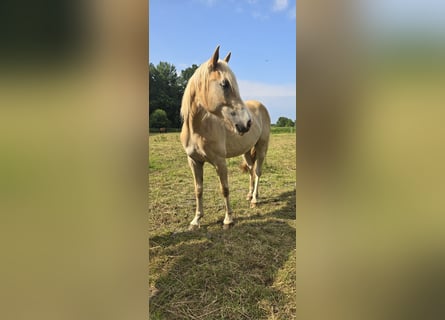 Haflinger, Gelding, 2 years, 14 hh, Sorrel