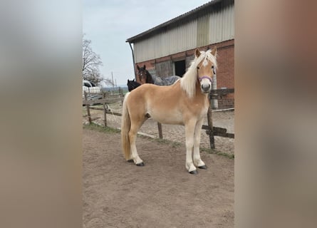 Haflinger, Gelding, 2 years, 14,3 hh, Chestnut-Red