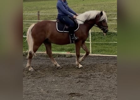 Haflinger, Gelding, 3 years, 14.1 hh, Chestnut-Red