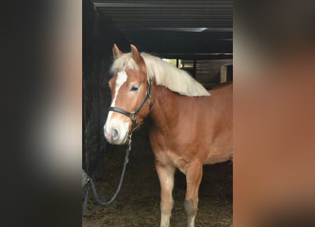 Haflinger, Gelding, 3 years, 14,1 hh, Chestnut-Red