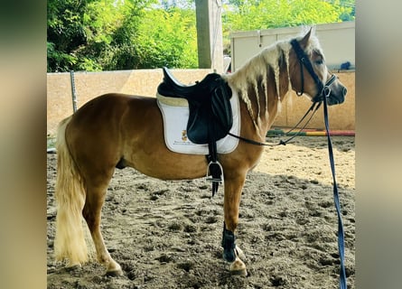 Haflinger, Gelding, 3 years, 14.1 hh, Chestnut-Red