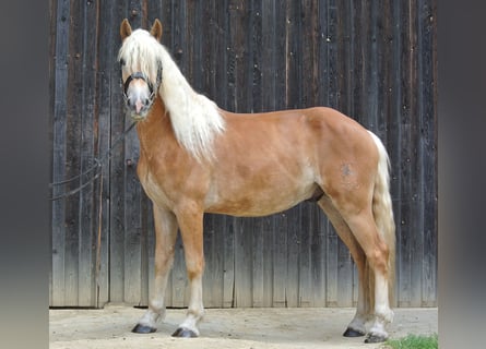 Haflinger, Gelding, 3 years, 14.1 hh