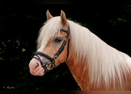 Carriagehorses for | ehorses.com