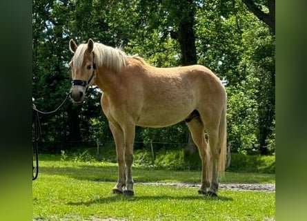 Haflinger, Gelding, 3 years, 14,2 hh, Chestnut-Red