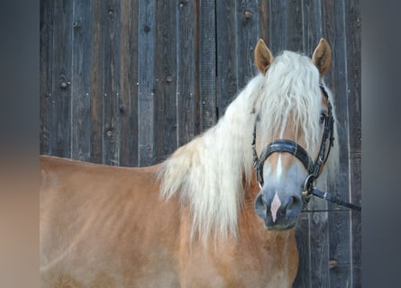 Haflinger, Gelding, 3 years, 14,2 hh