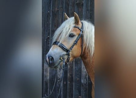 Haflinger, Gelding, 3 years, 14,2 hh