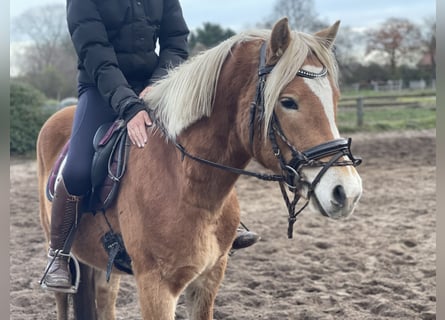 Haflinger, Gelding, 3 years, 14,3 hh, Chestnut-Red