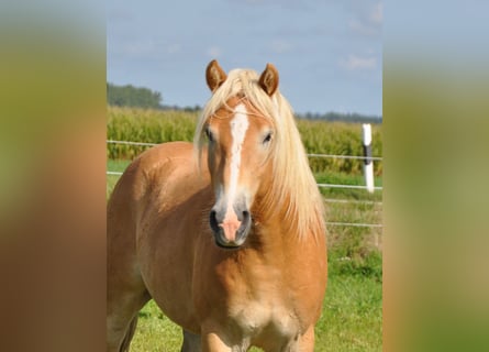 Haflinger, Gelding, 3 years, 14.3 hh, Chestnut-Red