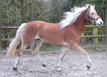 Haflinger, Gelding, 3 years, 14.3 hh