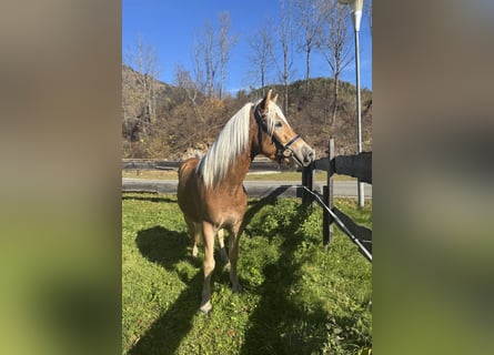Haflinger, Gelding, 3 years, 14,3 hh, Chestnut-Red