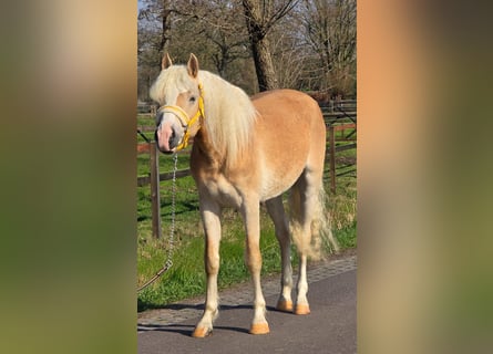 Haflinger, Gelding, 3 years, 15.1 hh, Palomino