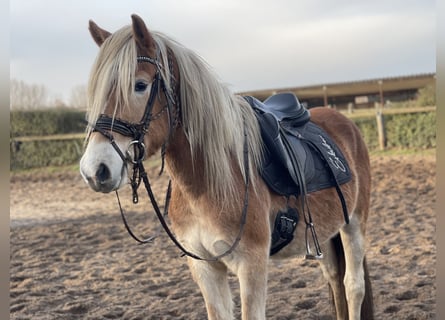 Haflinger, Gelding, 3 years, 15 hh