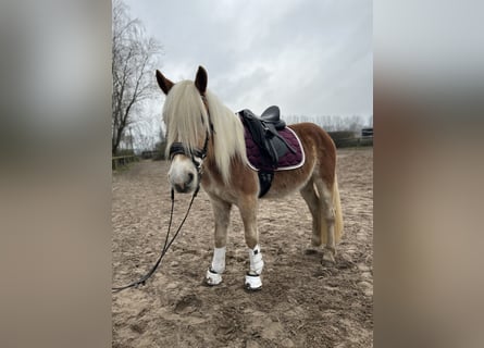 Haflinger, Gelding, 3 years, 15 hh